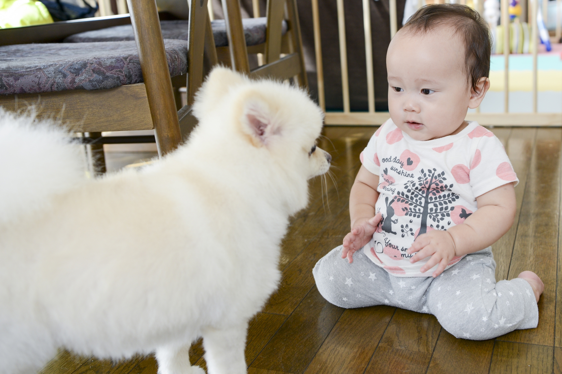 犬と赤ちゃん