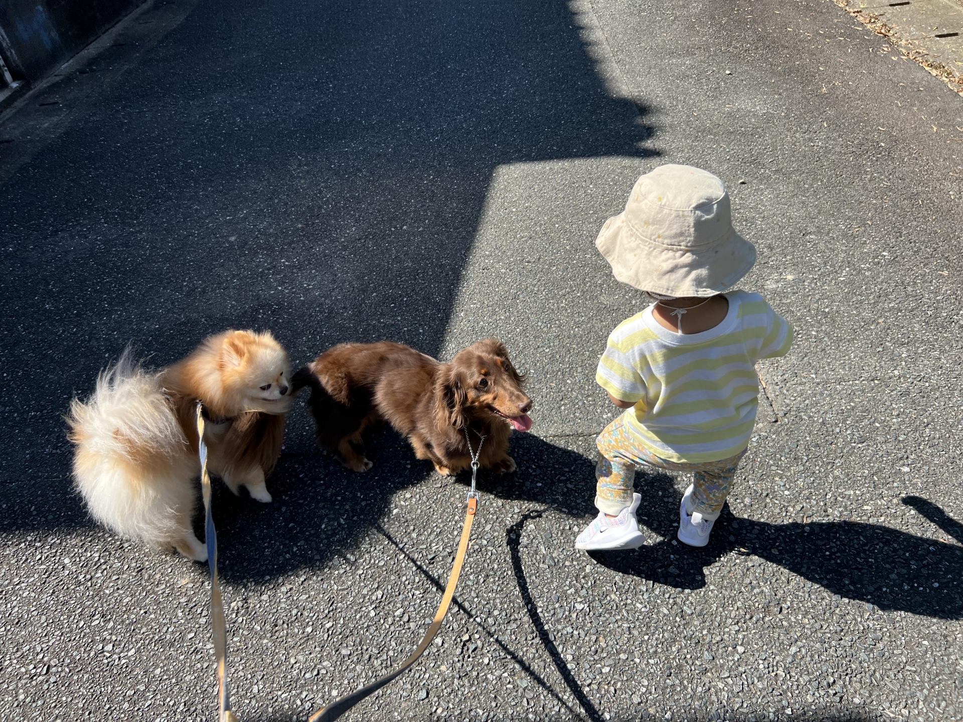 ワンちゃんと赤ちゃん