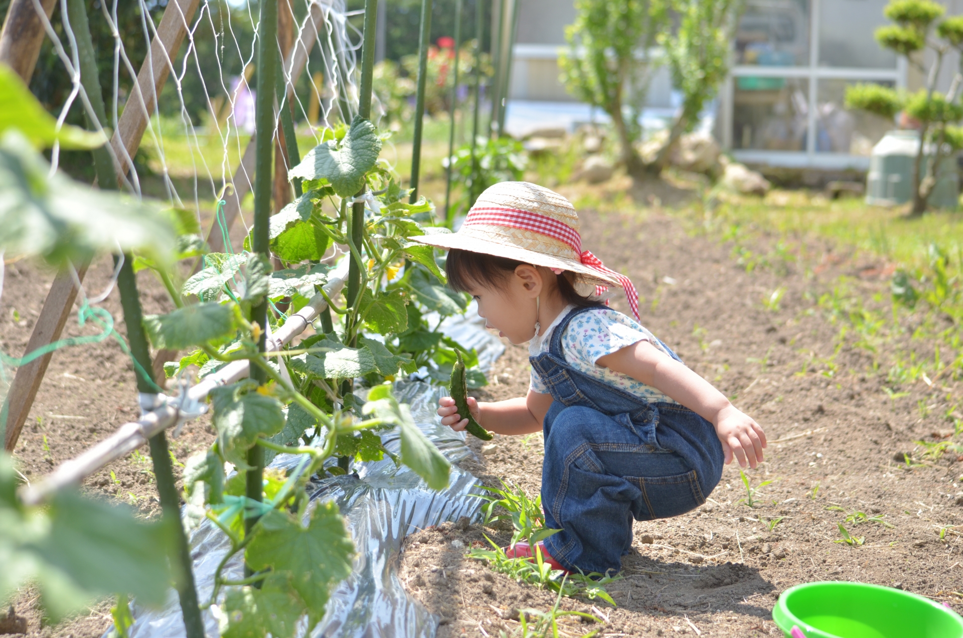 きゅうりを収穫する子ども