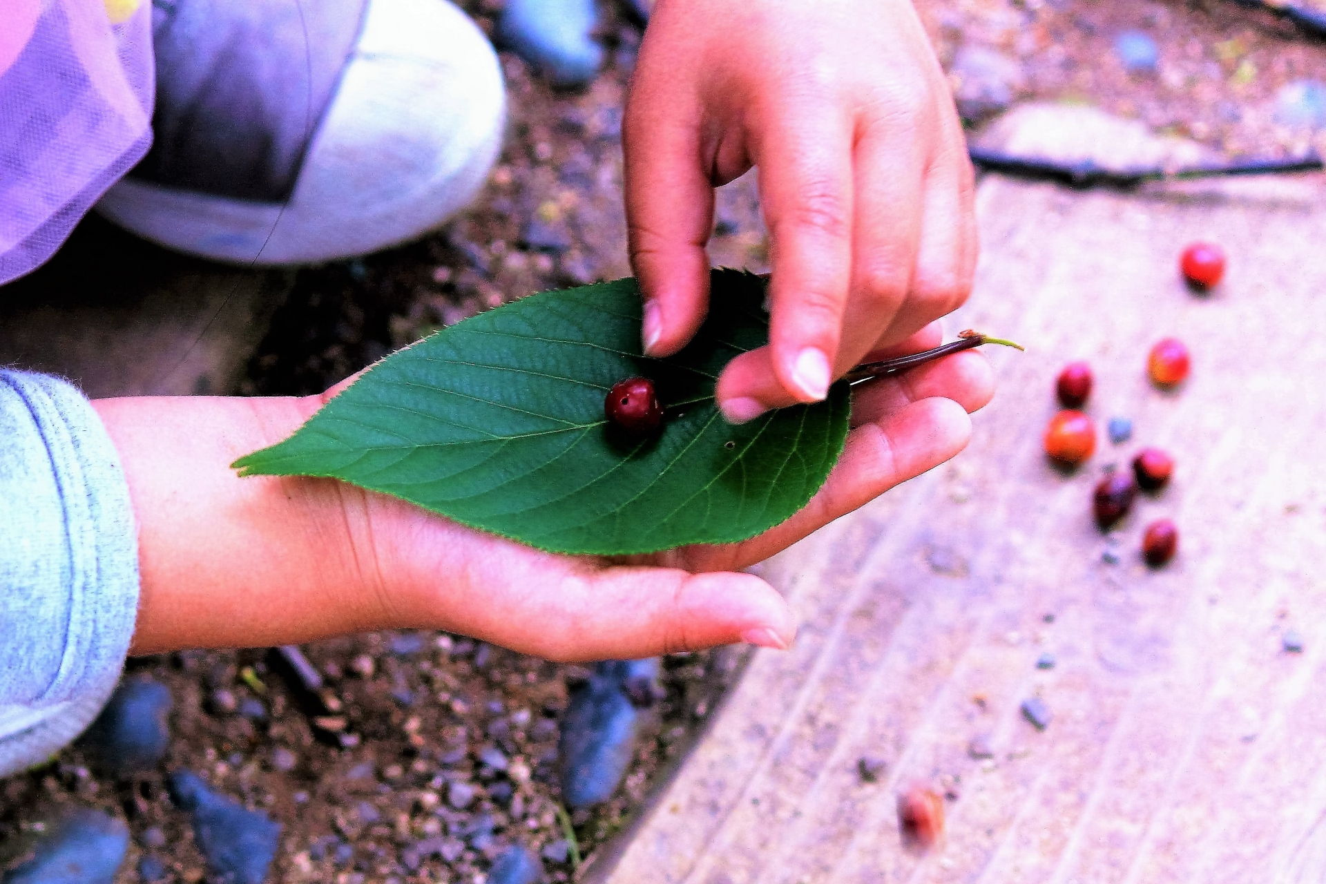 葉っぱの上にドングリをのせる